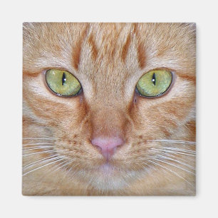 Imán anaranjado del gato