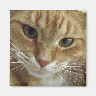 Imán anaranjado del gato de Tabby