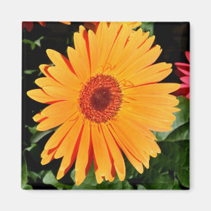 imán anaranjado del gerbera