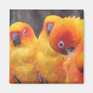 Imán anaranjado del loro