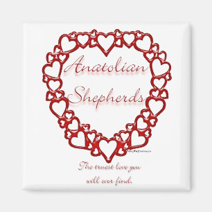 Imán Anatolian Shepherd True Love