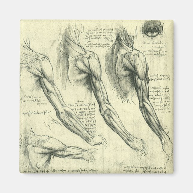 Imán Anatomía de armas y hombros de Leonardo da Vinci (Frente)