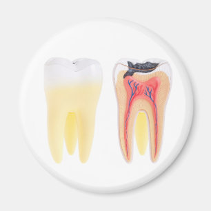 Imán Anatomía de los dientes