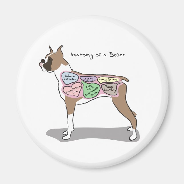 Imán Anatomía de los regalos de un perro Boxer (Frente)