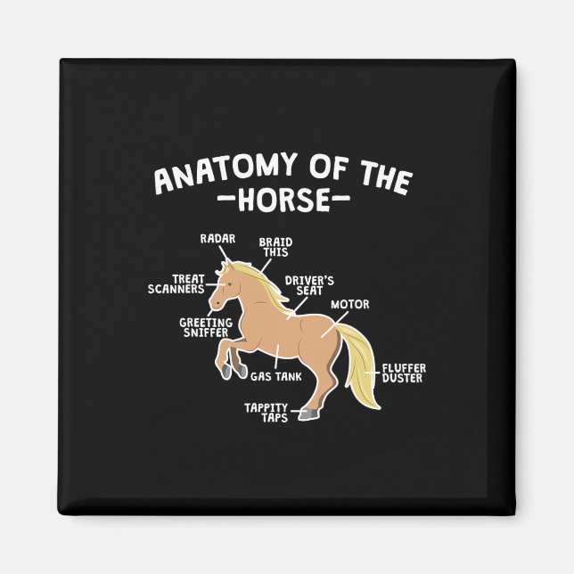 Imán Anatomía De Pun De Caballo De Caballo De Caballo D (Frente)