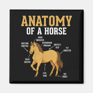 Imán Anatomía De Un Caballo Divertido Ecuestre Neigh Lo