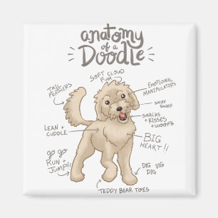 Imán Anatomía de un perro