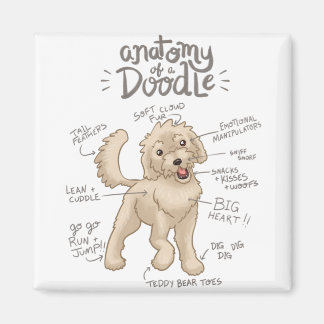 Imán Anatomía de un perro