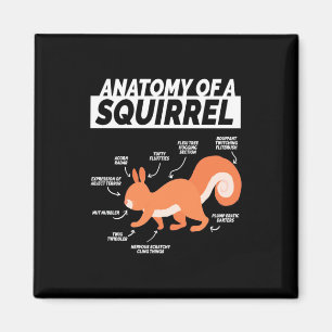 Imán Anatomía De Una Ardilla