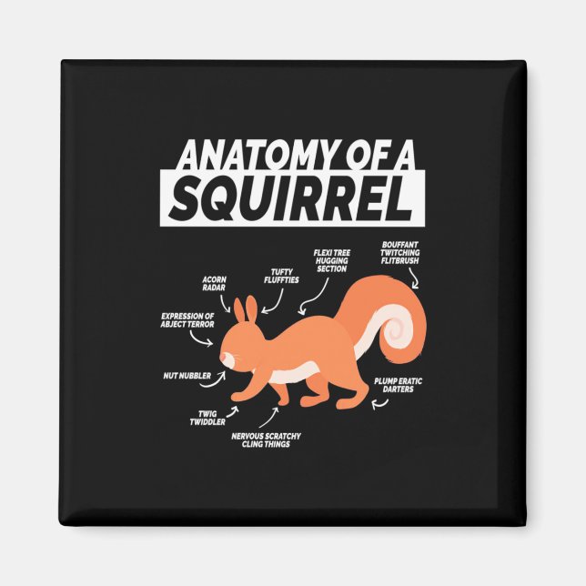 Imán Anatomía De Una Ardilla (Frente)