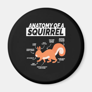 Imán Anatomía De Una Ardilla