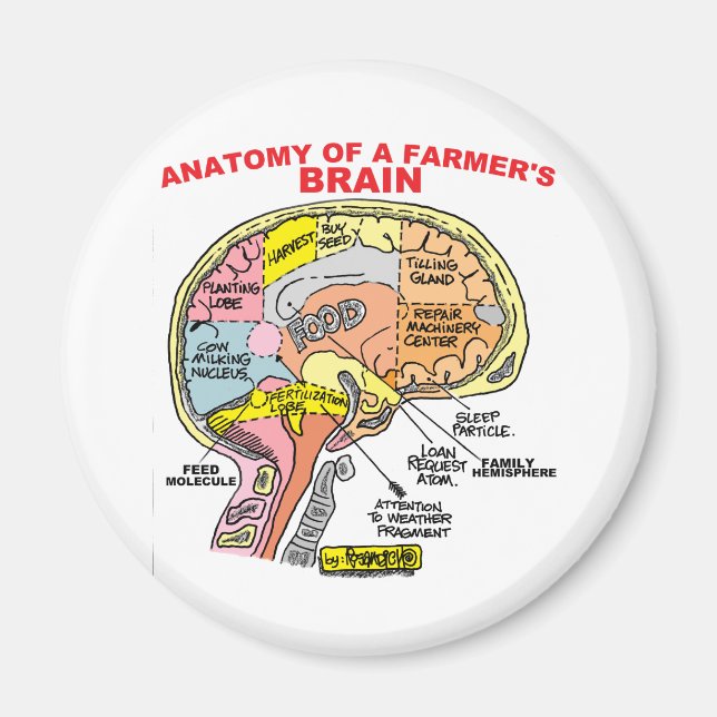 IMÁN ANATOMÍA DEL CEREBRO DE UN AGRICULTOR (Frente)