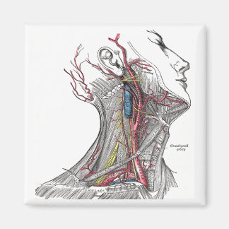 Imán Anatomía del Cuello