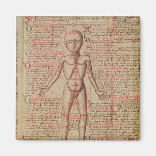 Imán Anatomía del cuerpo humano