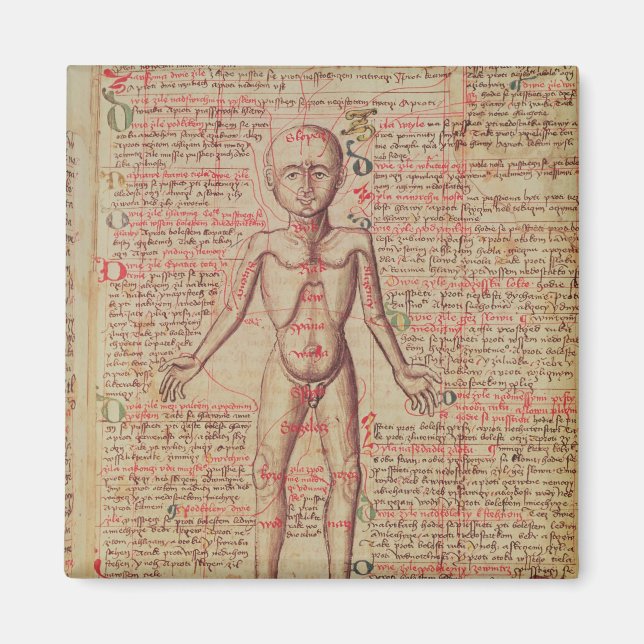 Imán Anatomía del cuerpo humano (Frente)