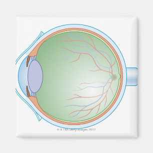Imán Anatomía del ojo humano