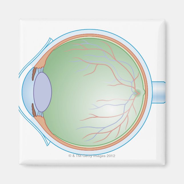 Imán Anatomía del ojo humano (Frente)