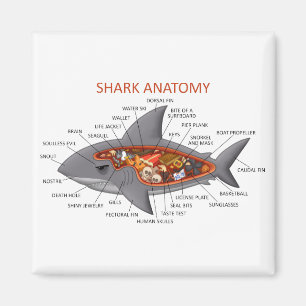 Imán Anatomía del tiburón