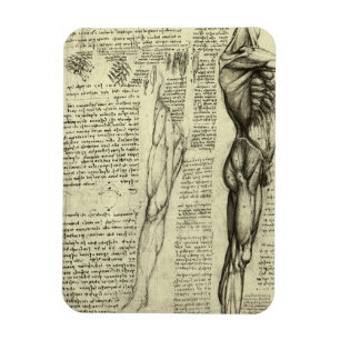 Imán Anatomía Humana Masculina Músculos por Leonardo da