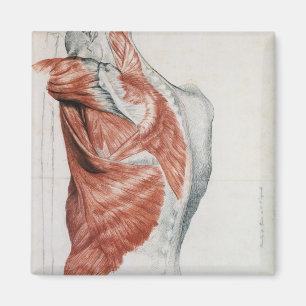 Imán Anatomía humana; músculos del torso y del hombro