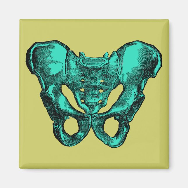 Imán Anatomía humana Pelvis Bones (Frente)