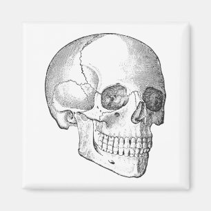 Imán Anatomía médica dibujo del cráneo vintage monocrom