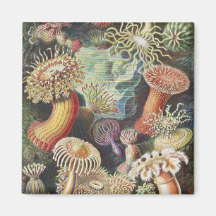 Imán Anémonas de mar, Actiniae Seeanemonen Ernst Haecke