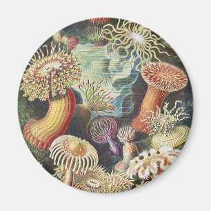 Imán Anémonas de Mar de Haeckel Arte Náutico de Vida Ma