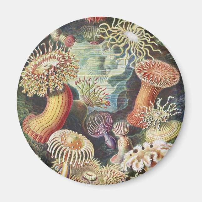 Imán Anémonas de Mar de Haeckel Arte Náutico de Vida Ma (Frente)