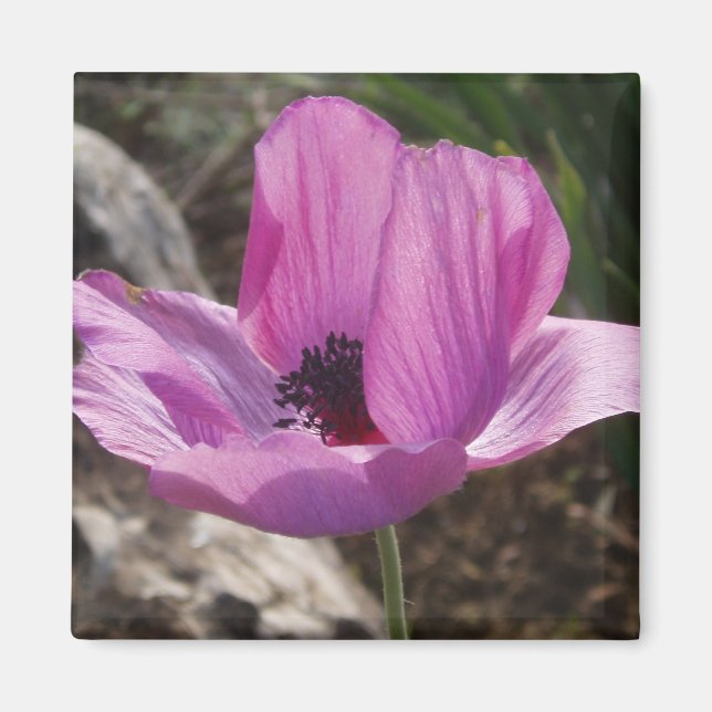 Imán Anemone Magnet (Frente)