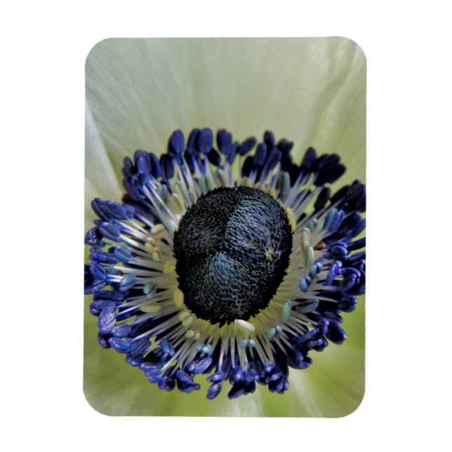 Imán Anemone Mistral Panda (Vertical)
