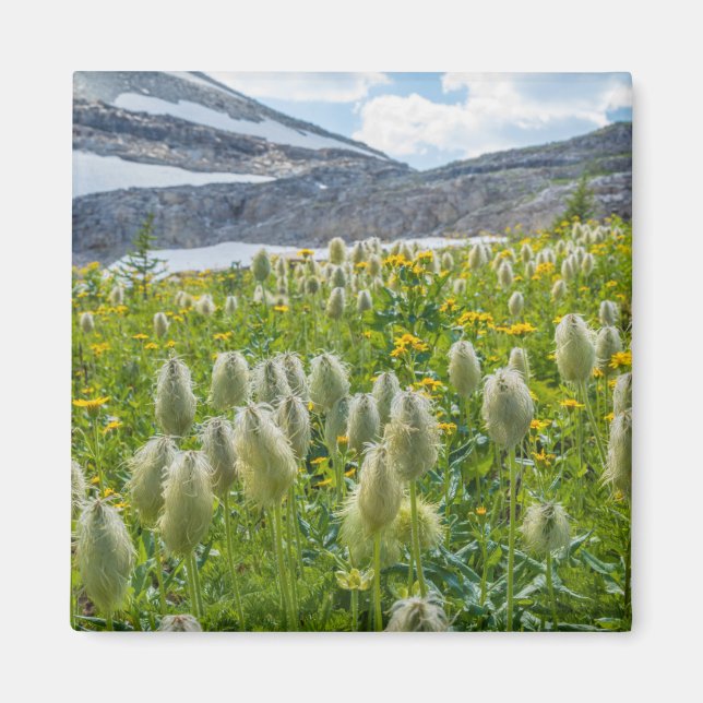Imán Anemone occidental | Montañas del este de Kootenay (Frente)