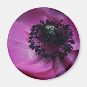 Imán Anemone Round Magnet