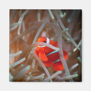 Imán Anemonefish 2 del payaso