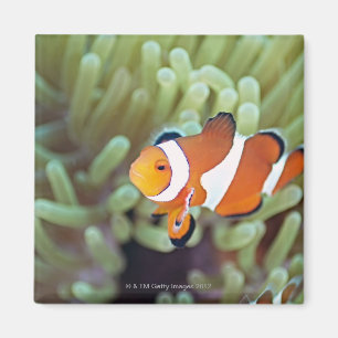 Imán Anemonefish 4 del payaso
