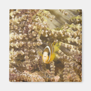 Imán Anemonefish de Clark juvenil (Amphiprion)