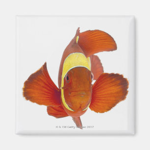 Imán anemonefish de la Espina-mejilla (biaculeatus de