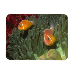 Imán Anemonefish rosado en anémona de mar de