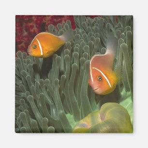 Imán Anemonefish rosado en anémona de mar de