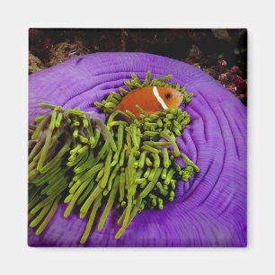 Imán Anemonefish y anémona grande