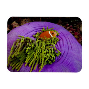Imán Anemonefish y anémona grande