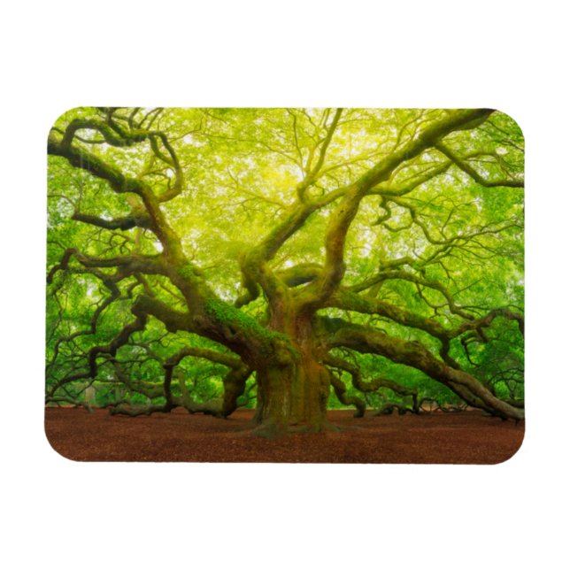 Imán Angel Oak (Horizontal)