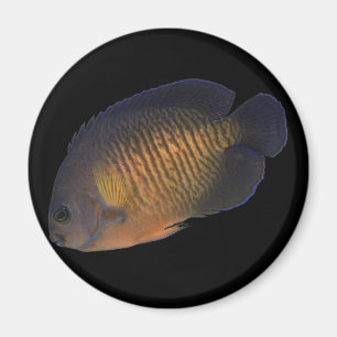 Imán Angelfish de CoralBeauty