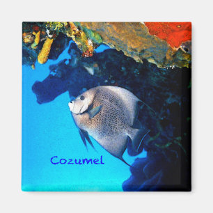 Imán Angelfish de Cozumel
