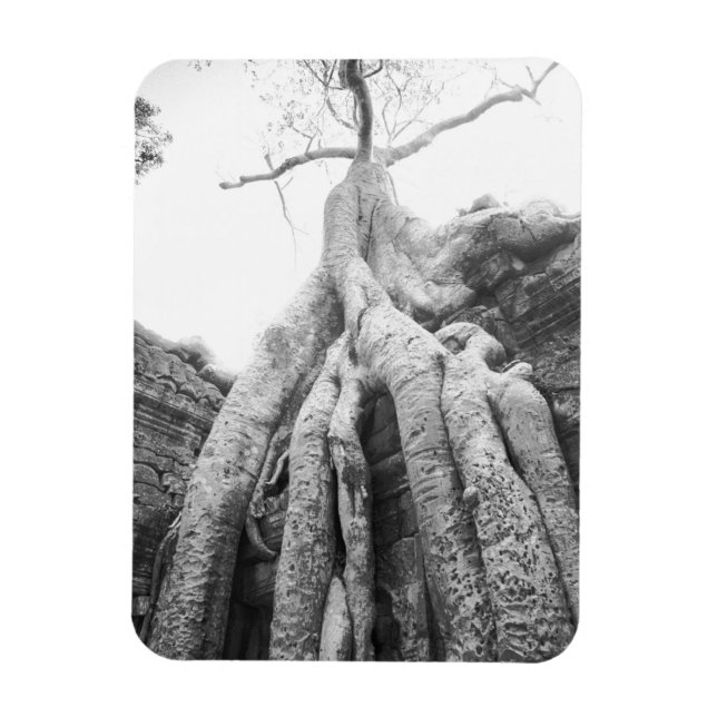 Imán Angkor Cambodia, Tree Ta Prohm (Vertical)