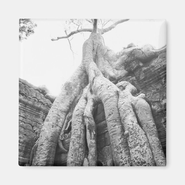 Imán Angkor Cambodia, Tree Ta Prohm (Frente)