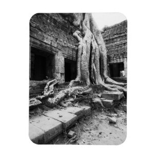 Imán Angkor Camboya, Ta Prohm Tree