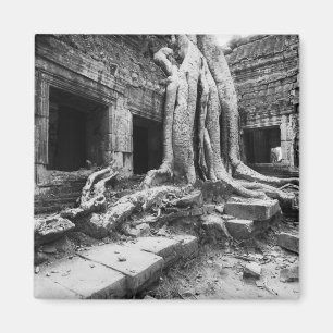 Imán Angkor Camboya, Ta Prohm Tree