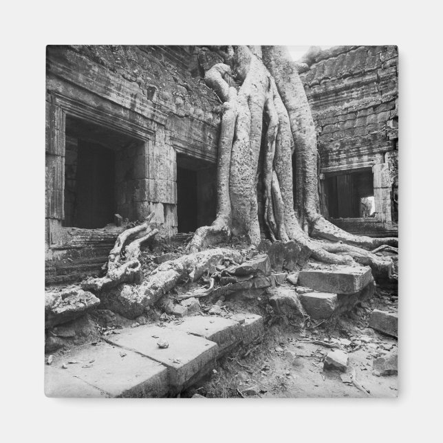 Imán Angkor Camboya, Ta Prohm Tree (Frente)
