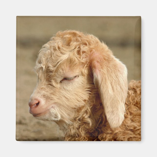 Imán Angora Goat Kid - Magnet (Frente)